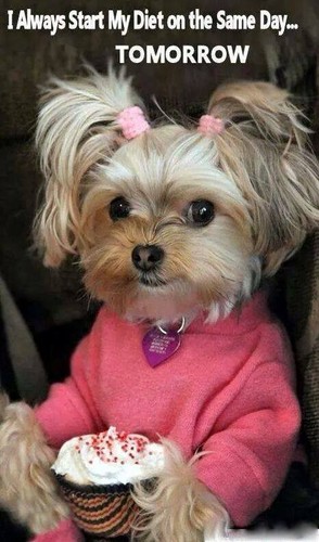 Yorkie refrigerator magnet 3 1//2 x 4 1//2