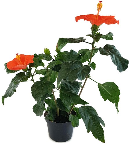 Hibiscus /"Orange Glow/" Hawaii Hibiskus Summer Feeling für Balkon Terrasse Orange