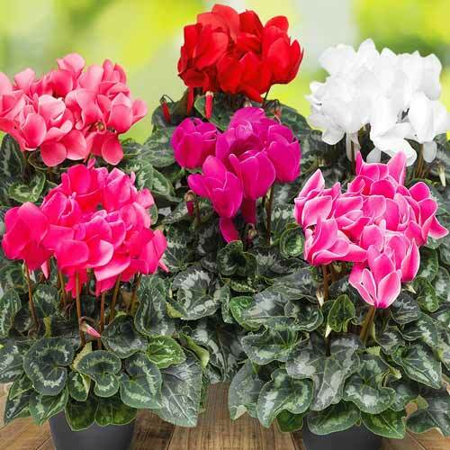 Rare Cyclamen Persian Seeds Winter Flower Potted Plants Home Garden Bonsai 2pcs