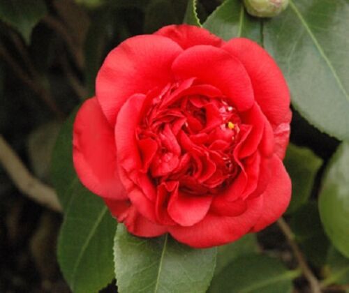eco slim camellia)