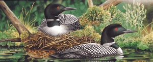 Jerry Gadamus Morning Stillness S//N Loon print