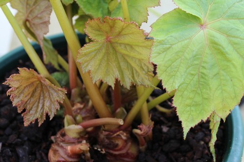 1 plant Begonia emeinsis
