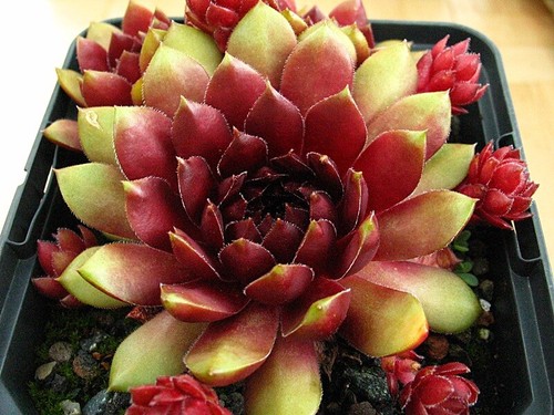 Sempervivum /"dottor Fritz köhlein/" 2 di tagli