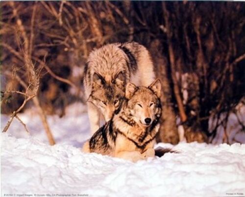 Wild Wolf Pair in Snow Wildlife Animal Nature Wall Decor Art Print Picture 8x10