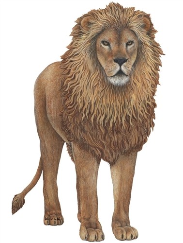 Lion Wall Stickers Decals Murals