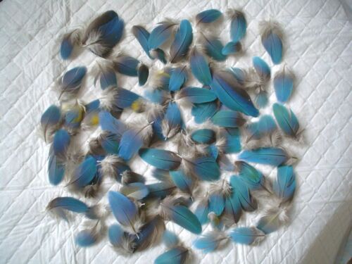 Macaw parrot feathers Blue Gold fly tying art craft
