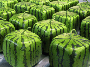 25-50-100-200 Unique Green Square Watermelon Seeds Buy 3 Get 1 FREE!