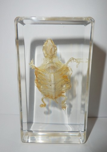 Turtle Skeleton Farmed Red-eared Slider in Clear Block Education Real Specimen