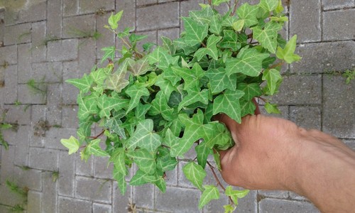 10 Efeu Hedera Helix Immergrüner Dekorativer Bodendecker Kletterpflanze