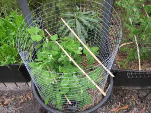 Pea MASSEY GEM 15 Seeds HEIRLOOM WINTER Vegetable Garden PODDING peas BUSH PLANT