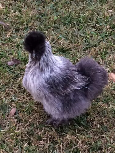 6 Silkie Hatching Eggs Bearded Bantam Assorted Colors Correct Type NPIP 