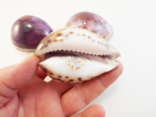 6 Large Purple Top Tiger Cowrie Shells Seashell 3/" Beach Crafts Nautical Decor
