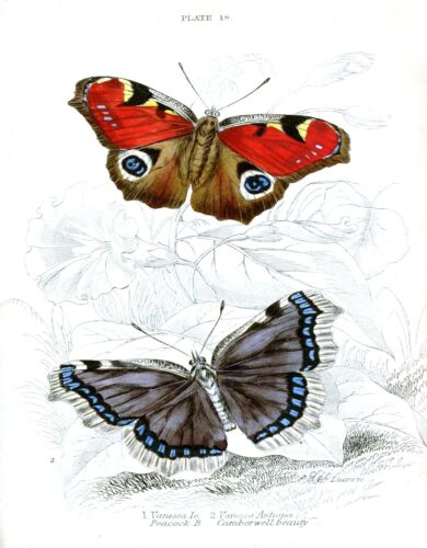3412.Butterflies Moth Mariposas POSTER.Home Room Science School Art decoration