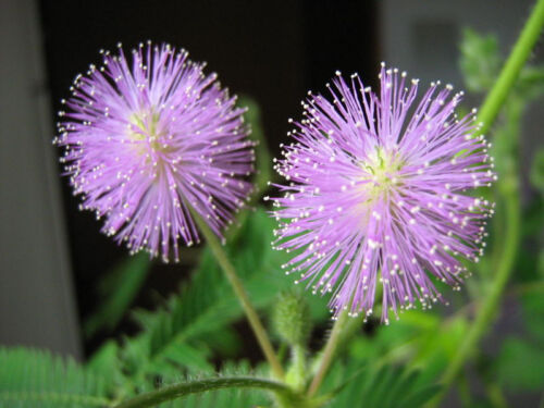 Gift & Comb S/H SENSITIVE PLANT Schrankia Uncinata Flower Seeds 100 MIMOSA 