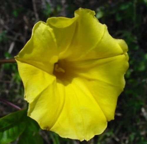 100 Ipomoea Flower Seeds Morning Glory Pharbitis Quamoclit Rare 26 Kinds Plants