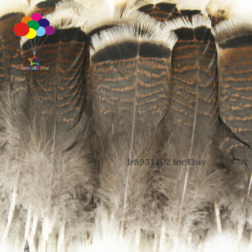8-30 cm 10-100pcs Wholesale unique wild Turkey tail feathers  3-12 inches 