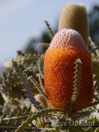 5 seeds Woolly Orange  Banksia Banksia Victoriae 