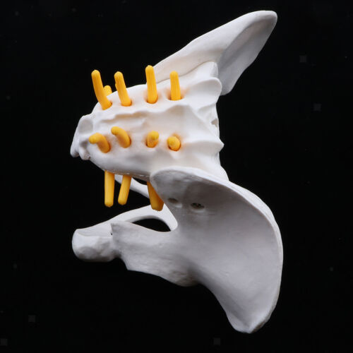 Verkleinerung 3D Menschliche Weibliches Becken Skelett Modell für Biologie 