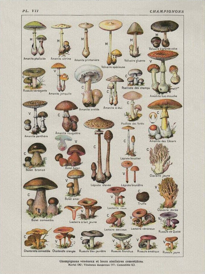 Vintage Mushroom Poster Edible And Poisonous Mushroom Identification