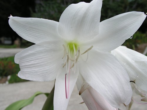 NEW Crinum Lily fragrant medium-size bulb Maiden/'s Blush