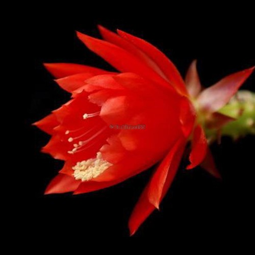10 Pcs Garden Balcony Beautiful Bonsai Plants Epiphyllum Seeds C5