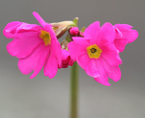 8 graines de PRIMEVERE ROSE Primula Rosea Grandiflora Y86 SEEDS SEMILLAS SAMEN 