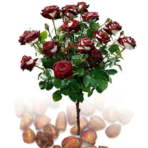 100pcs Beautiful Red /& White Osiria Ruby Rose Flower Seeds O6K1