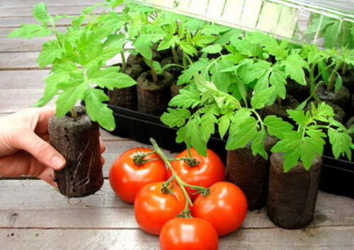 44 mm PEAT MOSS PELLETS 55 pcs,Tomato,Flower,Cuttings Seed Start Germination 
