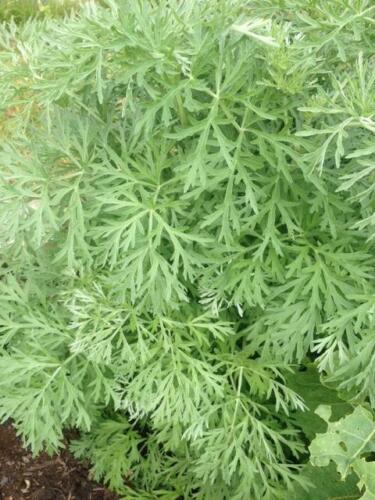 Companion Plant Wormwood 8cm pot Artemisia absinthium 