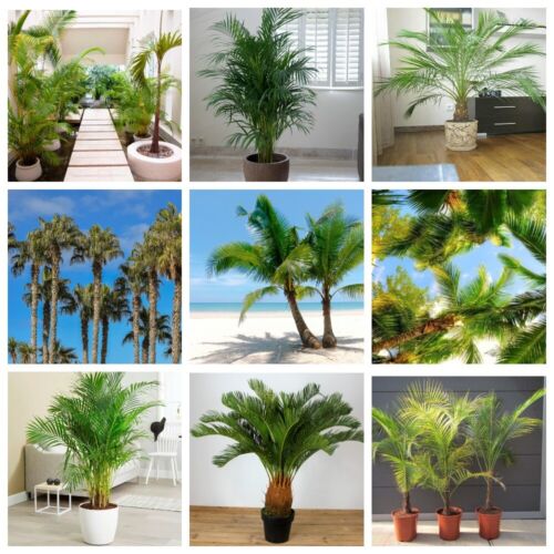 10Pc Palm Seeds Plants Arecaceae Fresh Nature Home Trees Garden Beauty Fresh Big