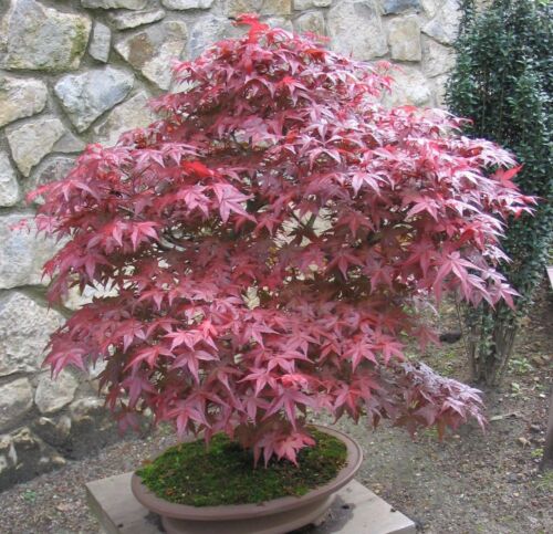 zierbaum I invierno duro otoño las hojas de colores Jardín bonsai I asignaturas-arce 