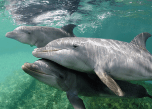 Ansichtskarte: Grosse Tümmler 3 -D Honduras Bottlenose Dolphins