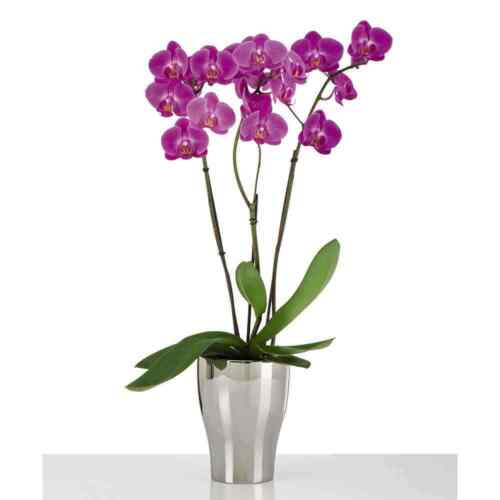 Pflanzgefäße Mirror Silver Orchidee Keramik Pflanzkasten Blumentopf Garten TOP