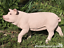 33cm or 22cm realistic Pig & Piglet ornament figurine decoration Pig lover gift 
