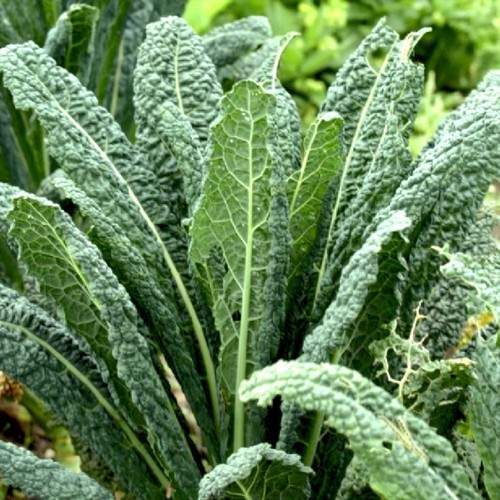 You Choose Fall Garden Season Vegetables Seeds