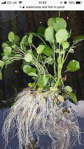 ORGANIC WATERCRESS 10 plants Nasturtium oxygenating pond Rafting reduces Algae