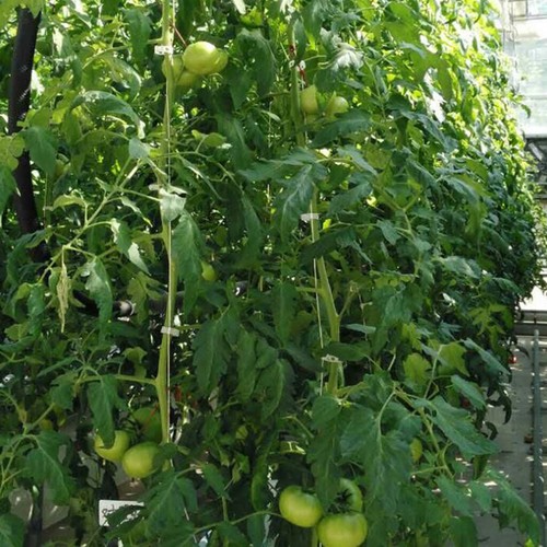 25x 10M Garden Tomato Hook Vegetable Clamps For Garden Farms Planting Tomato