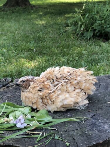 GOLD Coturnix Hatching Eggs By Myshire Golden Manchurian Includes Italian 50
