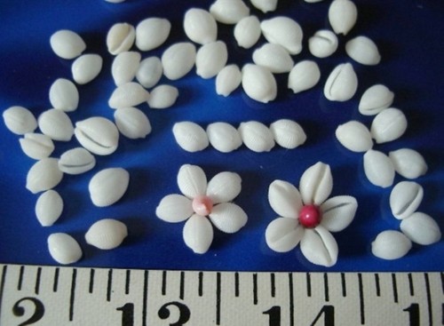// 1//4/" ~ Shellcraft~ Sailor/'s Valentines ~ ~ Trivia Shells ~ 250 White//Ivory ~