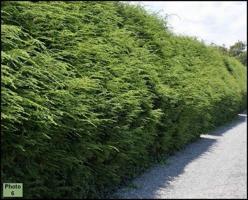 Eastern Hemlock Seedlings 12 8/"-12/" Trees