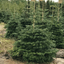 Nordmanntanne immergrüne Abies nordmanniana im Topf