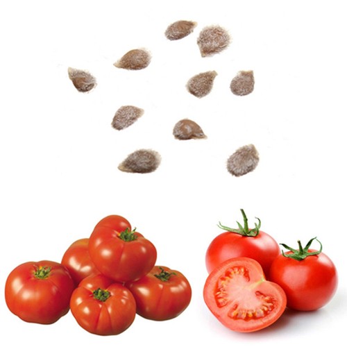 10pcs Seeds Süße Riesige Baumtomate Fruchtgemüsesamen Pro oorr