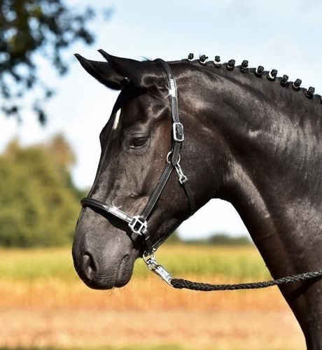 Cuir étui Brilliance autobus dans pony sang total warmblut NEUF