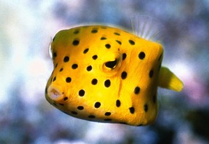 Art-print-POSTER-Yellow-Boxfish