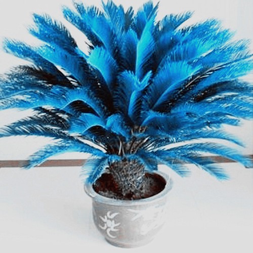 RARE 100pcs Blu Cycas Semi semi di Sago Palma Beeds Bonsai Blower