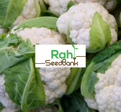 Cauliflower Snowball Y Improved 1,000 SEEDS GROW Your Own it’s Easy & Satisfying 