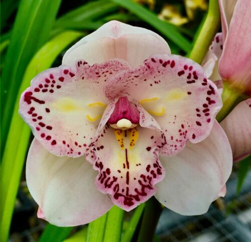 Cymbidium White Princess NEW Mini blühfähige Pflanze Orchidee Orchideen 