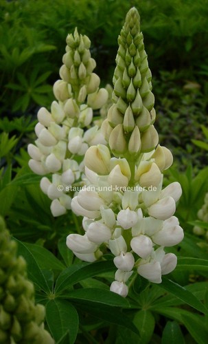 plante Mi-Mollet Lupin dans la 9 x 9 Cmtopf Lupinus X /"Gallery Blanc/"