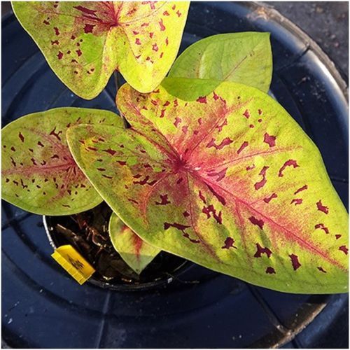 Caladium Bulb Queen of the Leafy Plant /'/'Suri-chan/'/' Colourful Tropical Thailand
