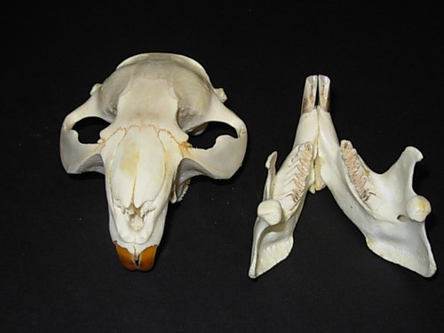 Trap Bones Hunt Mount Skeleton Antler BEAVER KIT SKULL Genuine Alaska